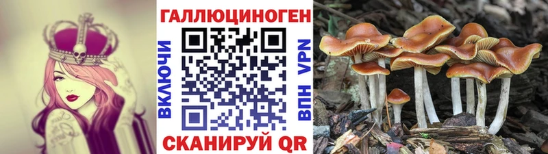 Псилоцибиновые грибы GOLDEN TEACHER  купить наркотик  Выборг 
